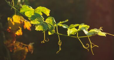 Remain In Me (I Am The Vine)