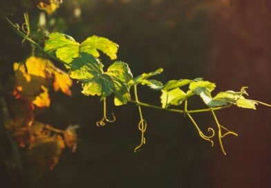 Remain In Me (I Am The Vine)