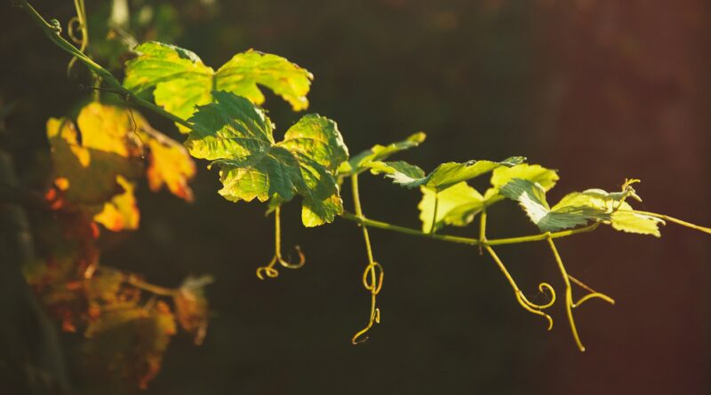 Remain In Me (I Am The Vine)