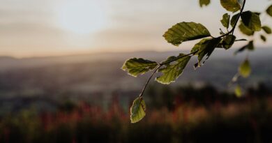 Why is Pope Francis’ letter, ‘Laudato Si’ important?